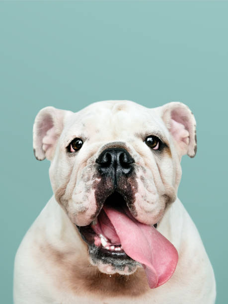 adorable white bulldog puppy portrait - english bulldog imagens e fotografias de stock