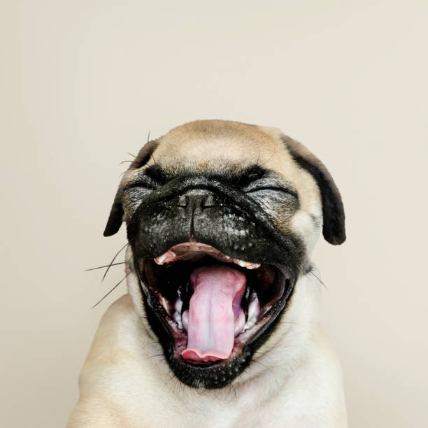 istock Adorable Pug puppy solo portrait 1126382652