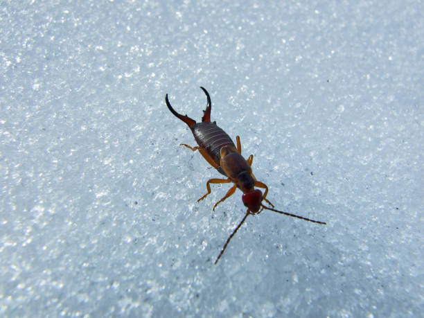 Earwig on a snowy ground or Forficula auricularia Earwig on a snowy ground or Forficula auricularia auriculariales photos stock pictures, royalty-free photos & images