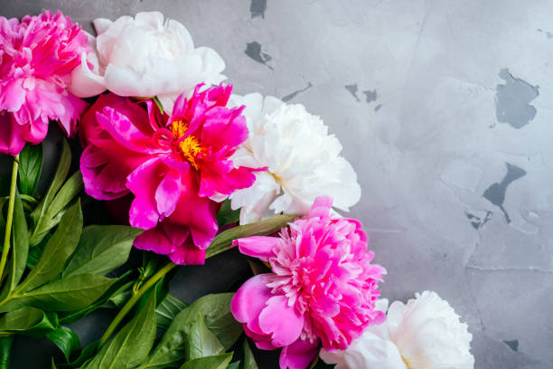 istock Pink peony flower bouquet 1126385912