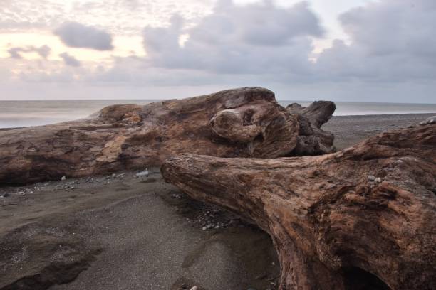 istock Close-Up Of Driftwoods At Beach Against Sky During Sunset 1126386060