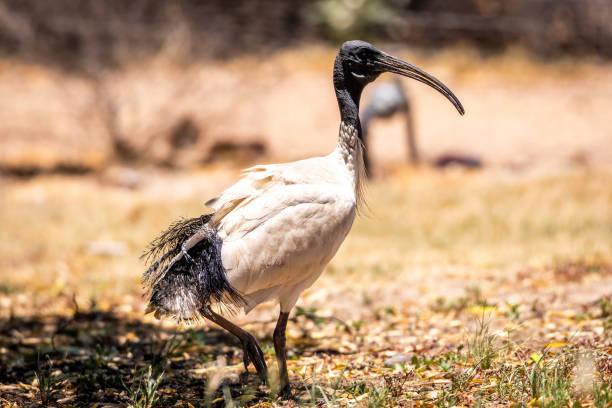 istock Bird in the shade feeding 1126387310