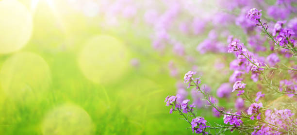 istock abstract spring floral Background; spring flower and sunny beam 1126388430