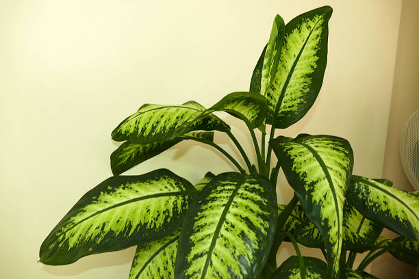 istock Dieffenbachia flower, home ornamental plants, 1126390129