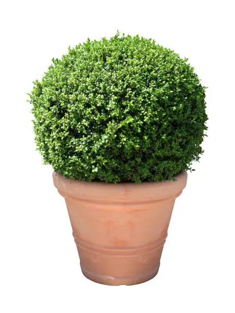 Photo of box plant