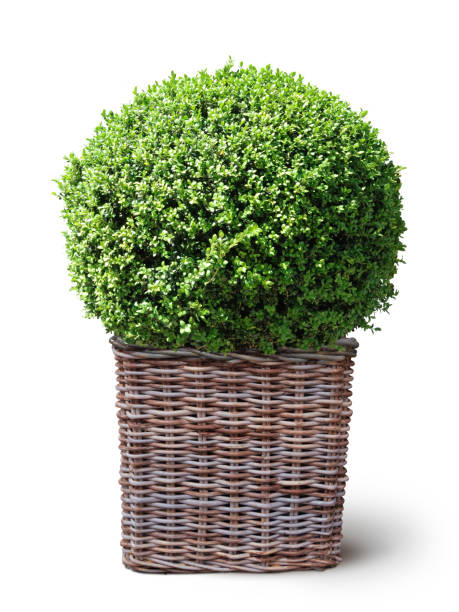 kuvapankkikuvat ja rojaltivapaat kuvat aiheesta laatikko kasvi korissa - evergreen plant