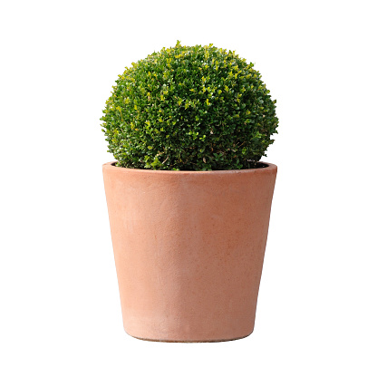 decorative boxwood plant in a terracotta pot isolated on white background