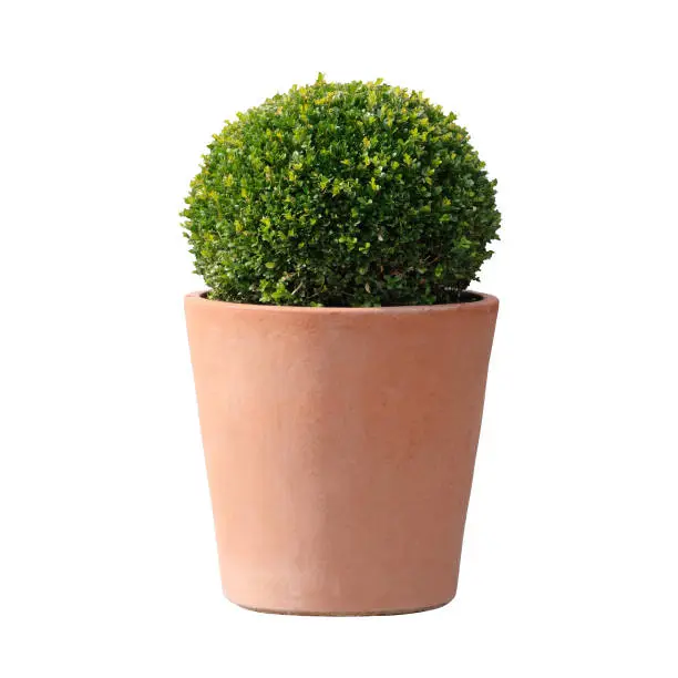 Photo of boxwood