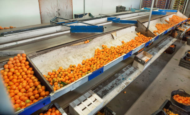 instalaciones de producción de mandarinas en granja agrícola - sorter fotografías e imágenes de stock