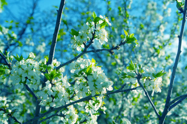 istock Plum blossom close up 1126394953