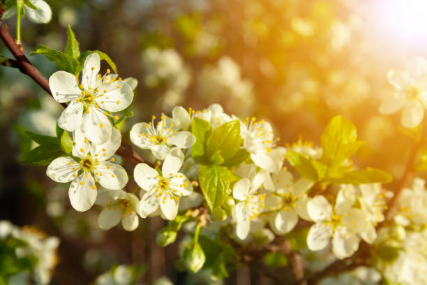 istock Plum blossom close up 1126394961