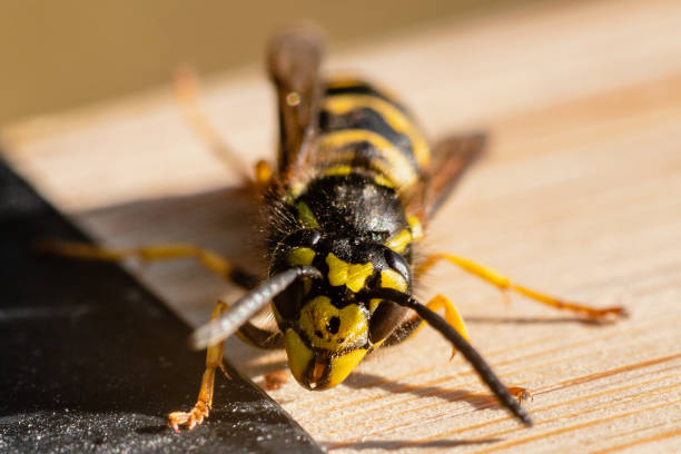 istock Extreme front view close up of a wasp in sunlight 1126395199