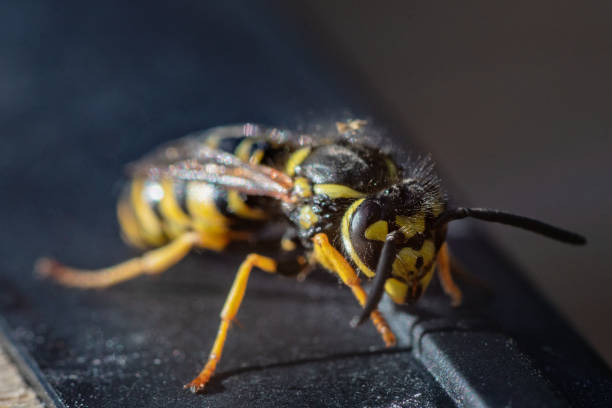 istock Close up of a wasp in sunlight 1126395274