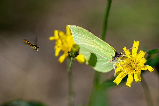 Close up of a yellow brimstone butterfly drinking nectar from a yellow flower, a bee is flying by in a hurry