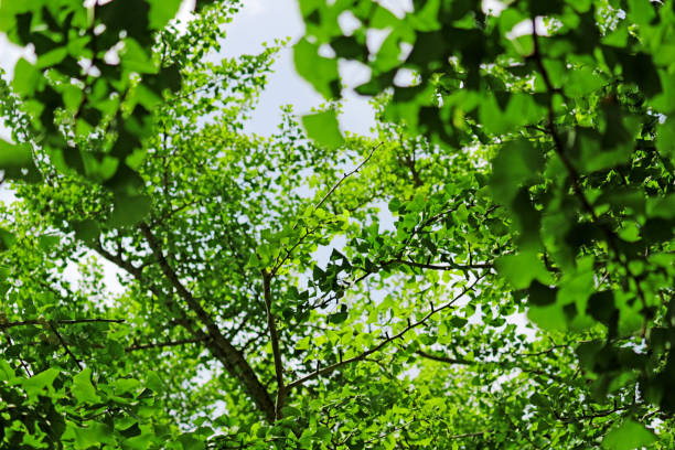istock Fresh green texture covered like a canopy 1126395674