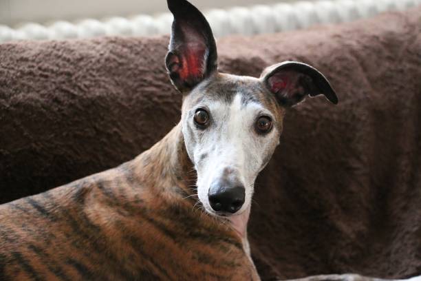 portrait de tête d’un chien de chasse vue - dog greyhound whippet isolated photos et images de collection