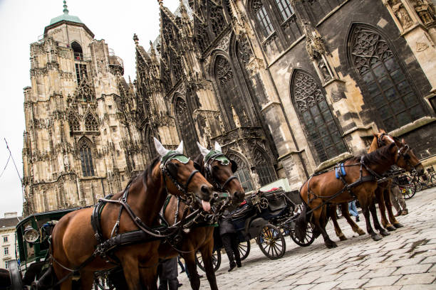 ウィーン大聖堂に近い馬 ストックフォト