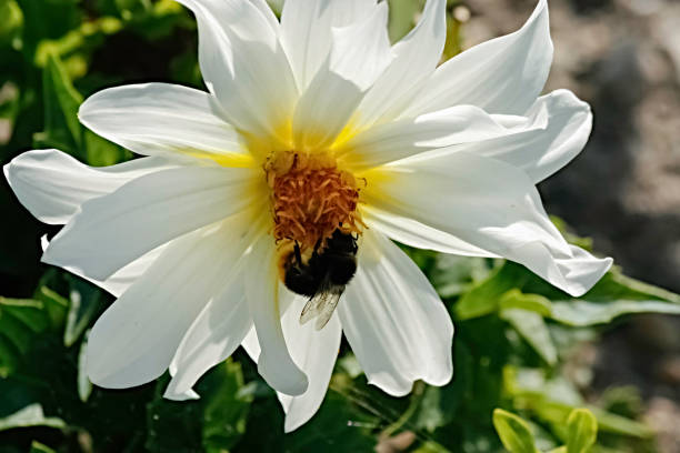 istock Bee that forages on dahlia flower 1126400501