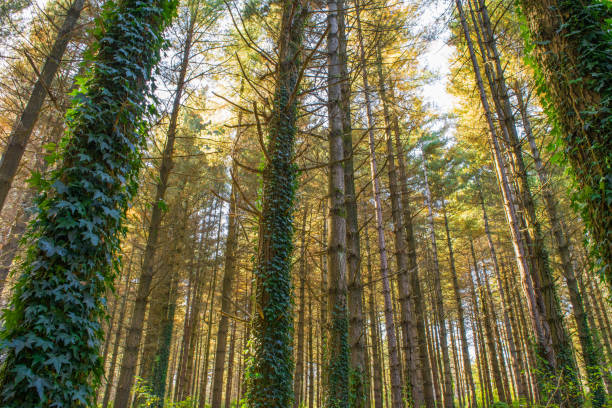 krajobraz leśny bukowy z drzewami i promieniami słonecznymi i dziką przyrodą - american beech zdjęcia i obrazy z banku zdjęć