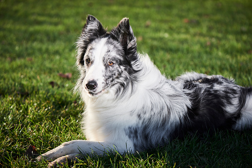 collie dog waits patiently for its owner.