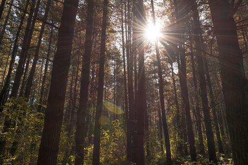 Paisaje de bosque de hayas con árboles y rayos de sol y naturaleza salvaje photo