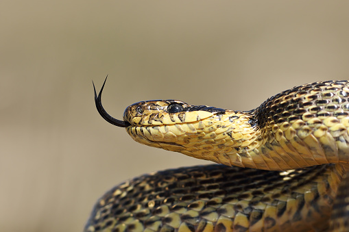 beautiful adult blotched snake portrait ( Elaphe sauromates )
