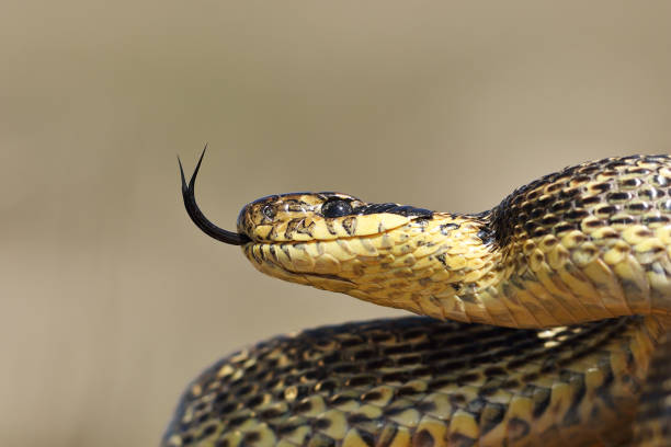 beautiful adult blotched snake portrait stock photo