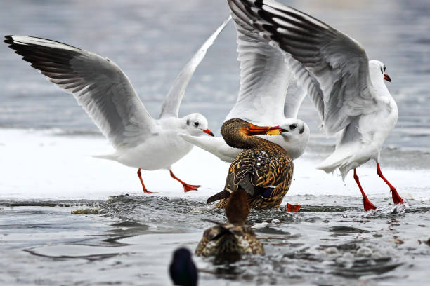 black headed gull ( Chroicocephalus ridibundus ) and mallard duck ( Anas platyrhynchos )