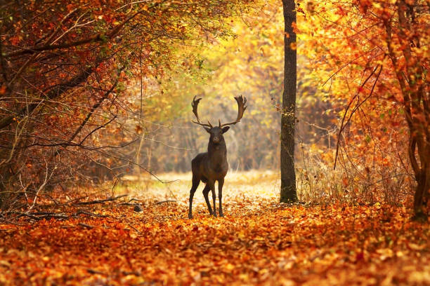 istock fallow deer stag in beautiful autumn forest 1126403471