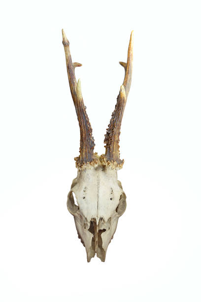 istock front view of roe deer skull isolated over white background 1126403496