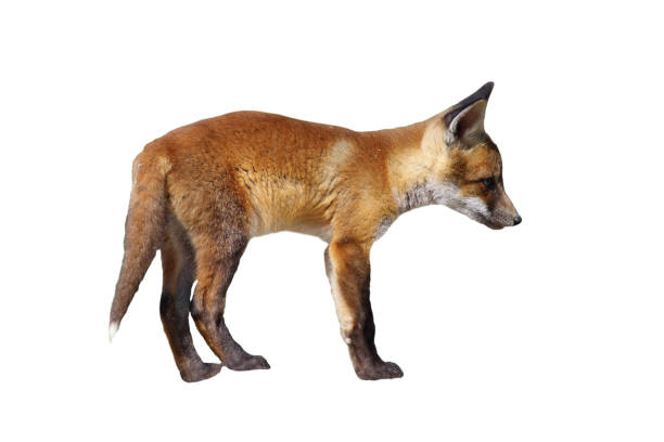 istock european red fox cub isolated over white background 1126403597