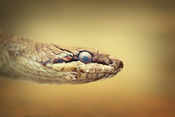 istock portrait of european smooth snake 1126403861