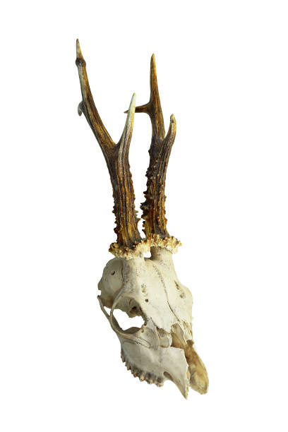 istock roe deer buck skull isolated on white background 1126403870