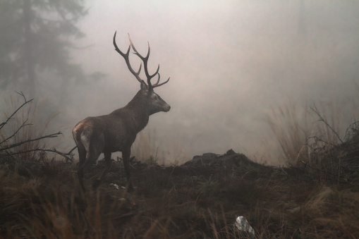 An early morning image of a Fallow deer stag in the thick mist