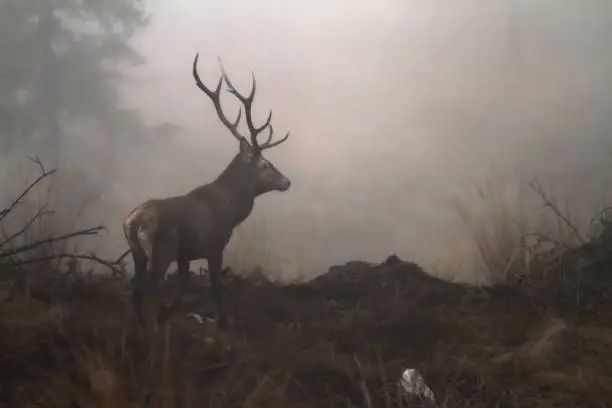 Photo of red deer stag in the wilderness of Carpathian mountains