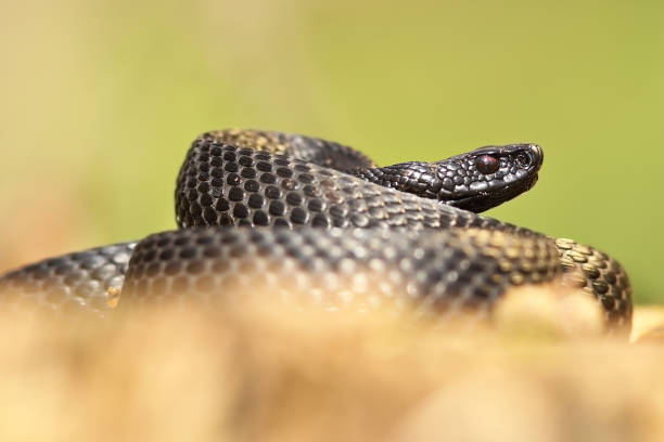 istock Vipera nikolskii in natural habitat 1126403921