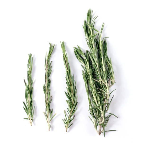istock Rosemary isolated on white background, Top view. 1126404504