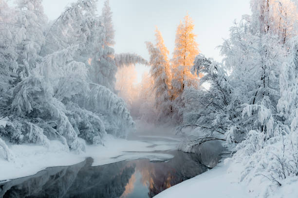 árboles más fríos de invierno cubren de nieve en el río aún puesta de sol - república de sakha fotografías e imágenes de stock