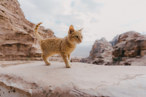 Red cat sitting on rock near Petra