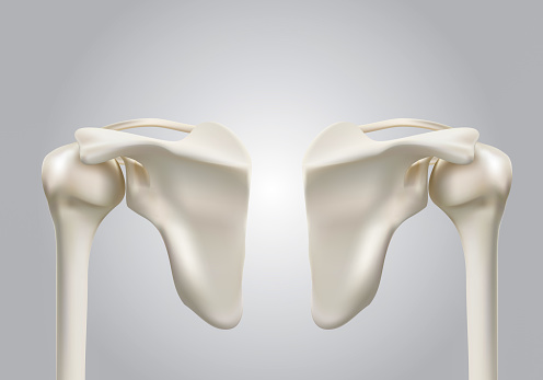 Precise medical 3D images of human shoulder bones
