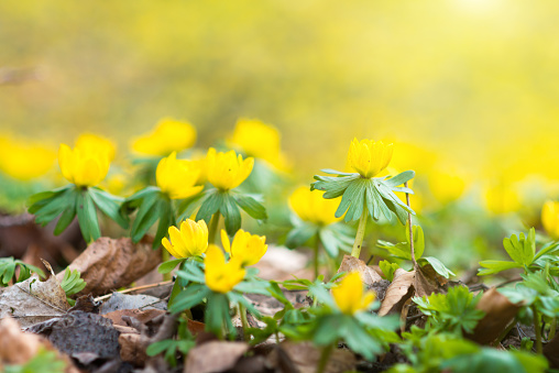 winter aconite flowers in a forest in early spring
