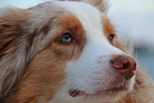 istock australian shepherd head portrait at the beach 1126407811