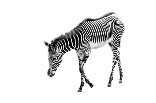 Zebra on white background - minimalism