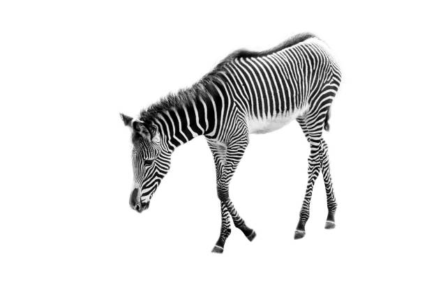 zebra na białym tle - minimalizm - zebra animal isolated young animal zdjęcia i obrazy z banku zdjęć