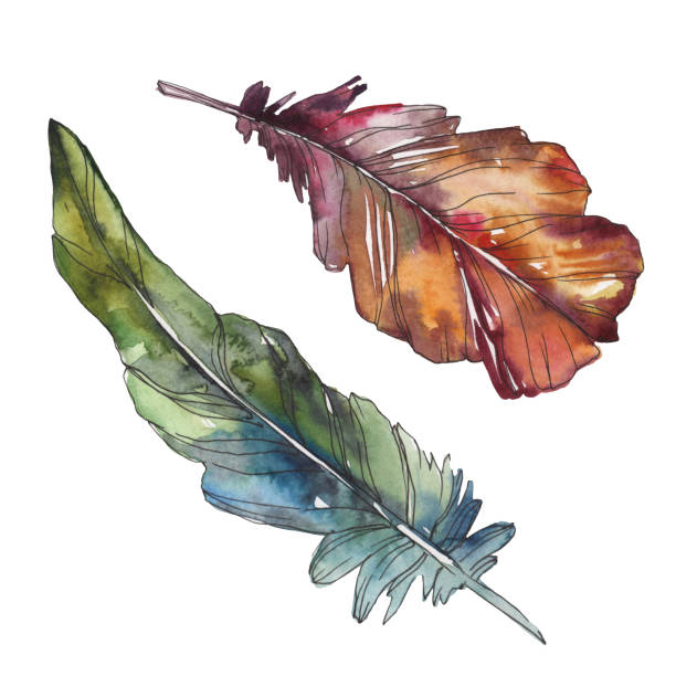 istock Bird feather from wing isolated. Watercolor background illustration set. Isolated feathers illustration element. 1126409914