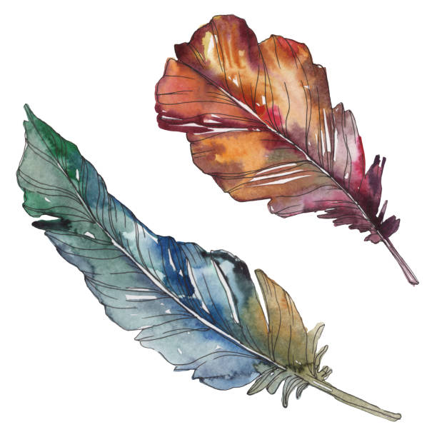 istock Bird feather from wing isolated. Watercolor background illustration set. Isolated feathers illustration element. 1126409916