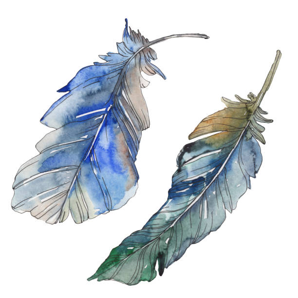 istock Bird feather from wing isolated. Watercolor background illustration set. Isolated feathers illustration element. 1126409920