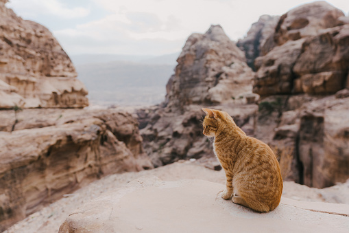 Red cat sitting on rock near Petra