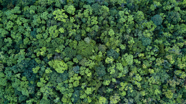 istock Forest and tree landscape texture background, Aerial top view forest, Texture of forest view from above. 1126410337
