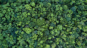Forest and tree landscape texture background, Aerial top view forest, Texture of forest view from above.